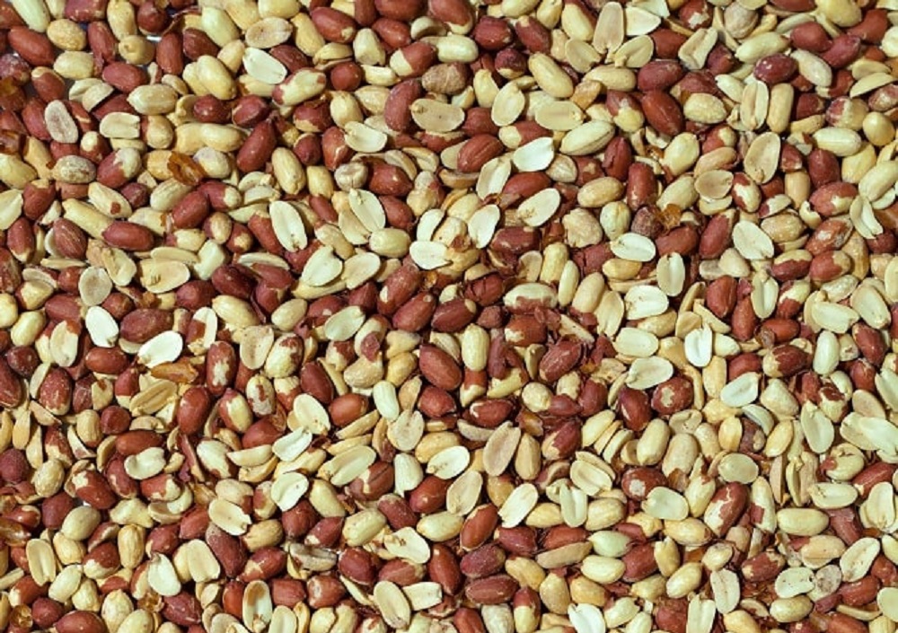 Proteinriegel