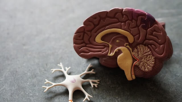 Vitamin B für das Nervensystem