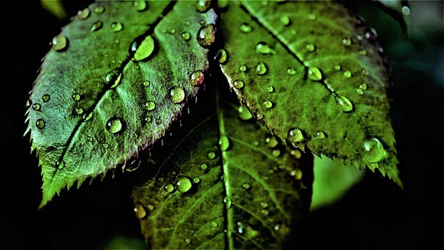 Chlorophyll bei Akneproblemen und zur Gewichtsreduktion