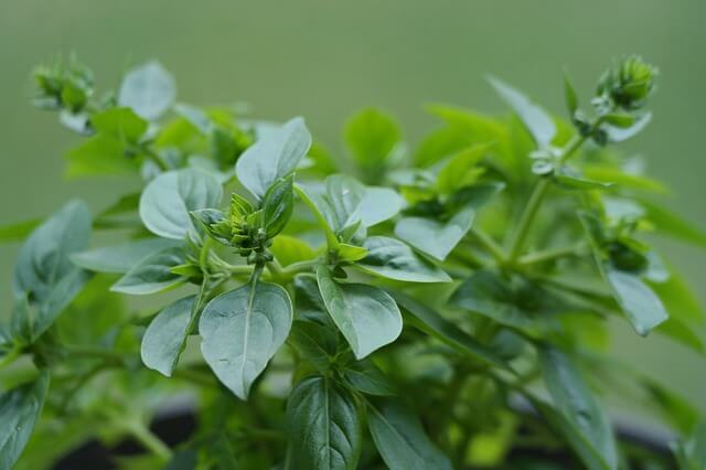 Lebiodka Oregano Natürliche Kräuter