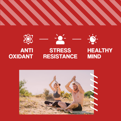 MP NUTRITION Ashwagandha 450mg 9% Witanolide - 60 caps